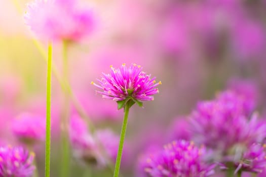 The background image of the colorful flowers, background nature