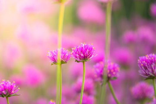 The background image of the colorful flowers, background nature