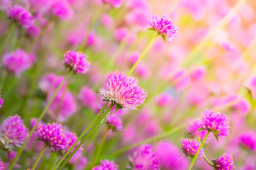 The background image of the colorful flowers, background nature
