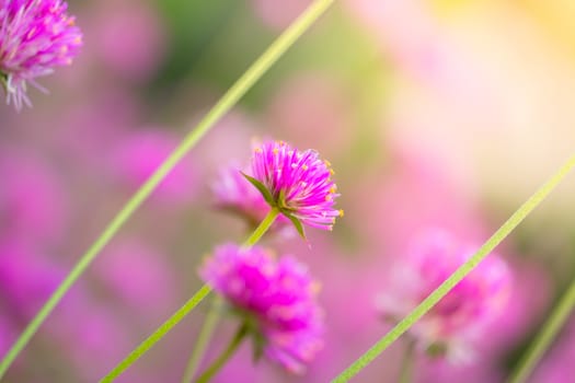 The background image of the colorful flowers, background nature