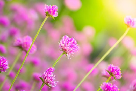The background image of the colorful flowers, background nature