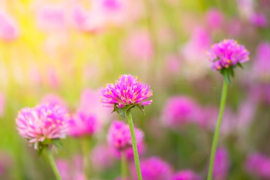 The background image of the colorful flowers, background nature