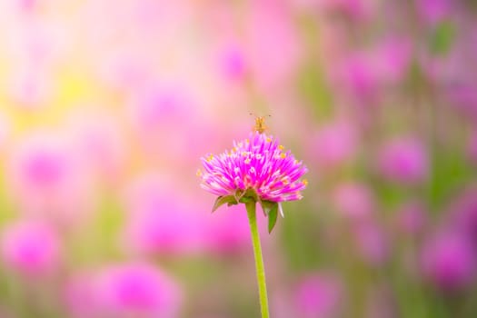 The background image of the colorful flowers, background nature