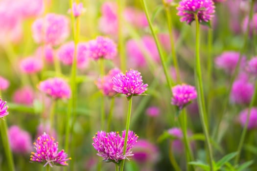 The background image of the colorful flowers, background nature