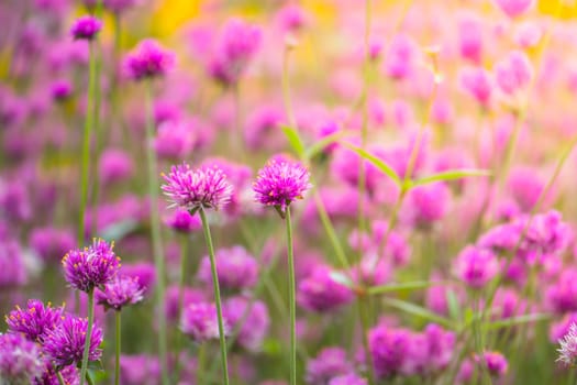 The background image of the colorful flowers, background nature