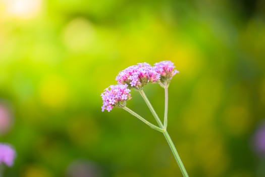 The background image of the colorful flowers, background nature