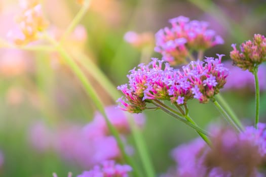 The background image of the colorful flowers, background nature