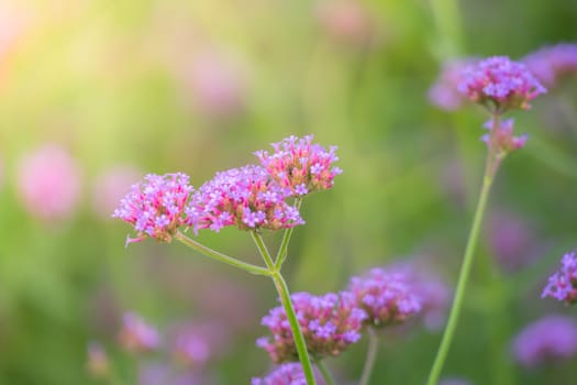 The background image of the colorful flowers, background nature