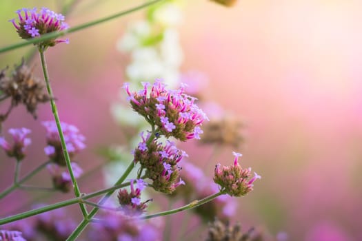 The background image of the colorful flowers, background nature