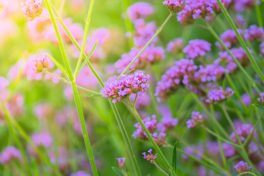 The background image of the colorful flowers, background nature