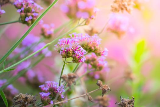 The background image of the colorful flowers, background nature