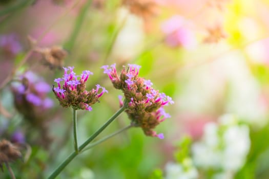 The background image of the colorful flowers, background nature