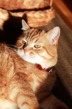 Closeup portrait of nice ginger domestic cat under beam of sun