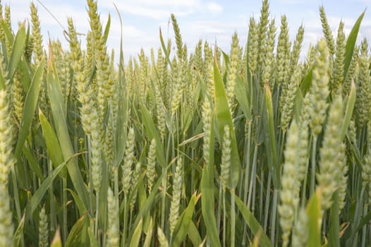 field of golden wheat and blue sky, agricultural field