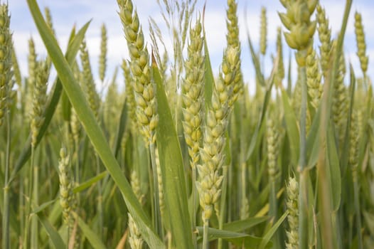 field of golden wheat and blue sky, agricultural field