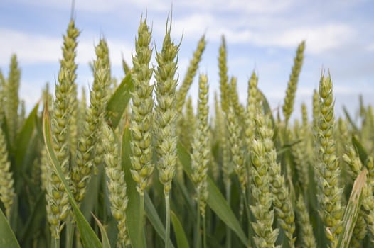 field of golden wheat and blue sky, agricultural field