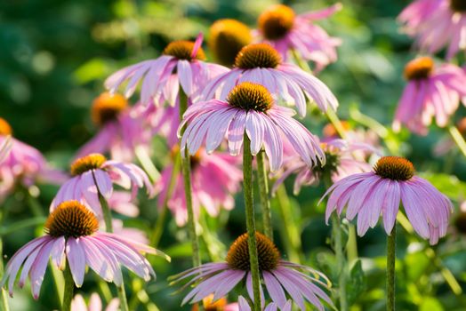 An echinacea flowers against a green background