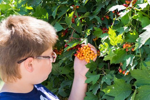 Boy with glasses considering viburnum berries