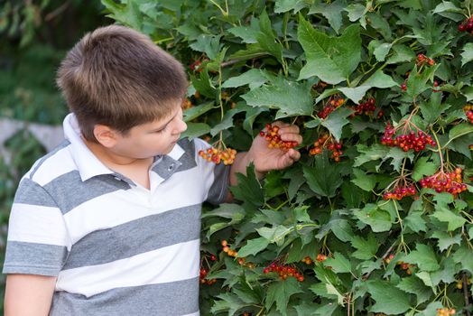 A Teenage boy about bush a viburnum