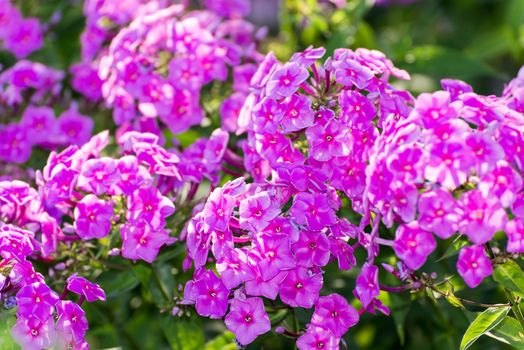 Pink Phlox flower - genus of flowering herbaceous plants with beautiful bokeh, selective focus