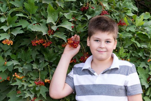 A Teenage boy about bush a viburnum