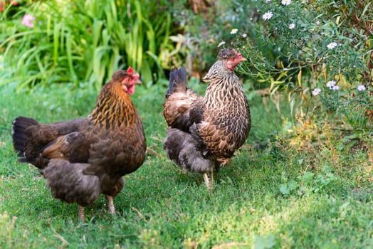 A egg laying hens in the yard