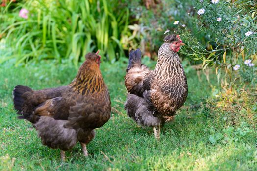 A egg laying hens in the yard