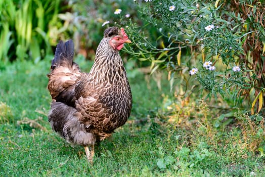 A egg laying hens in the yard