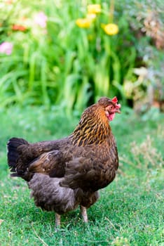 A egg laying hens in the yard