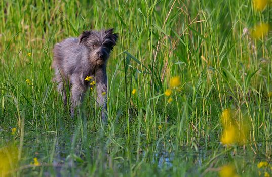 Homeless dog in a swamp