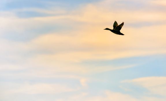 Silhouette of mallard duck flying 