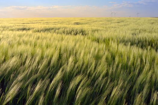 Beautiful sunset over green rye field