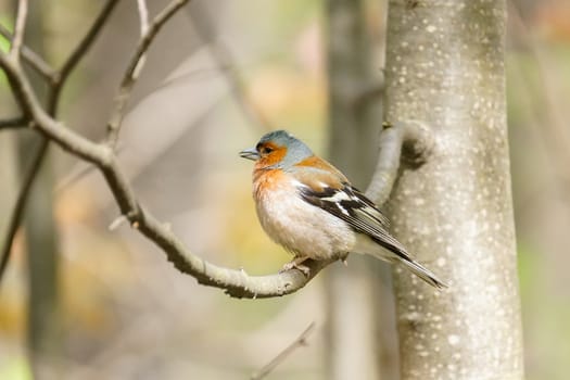 The picture shows a chaffinch on a branch