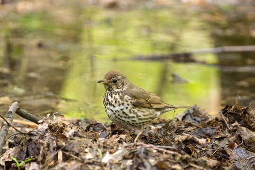 The photo shows a songbird on a grass