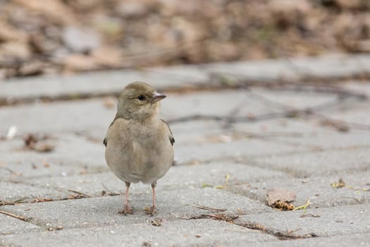 The photograph shows a female chaffinch on a branch