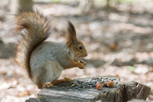 the photograph shows a squirrel on a tree