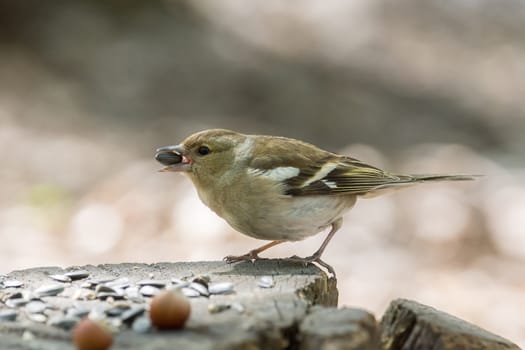 The photograph shows a female chaffinch on a branch