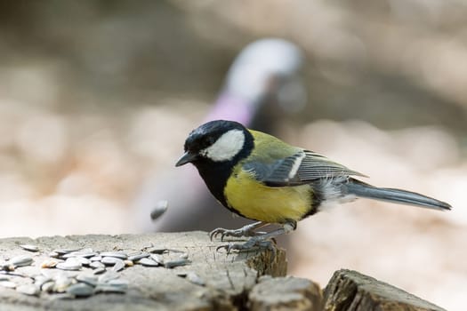 The photo shows tit on a branch