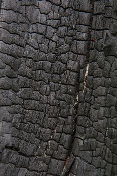 burnt Tree bark texture background. Old Wood Tree trunk Textured Pattern