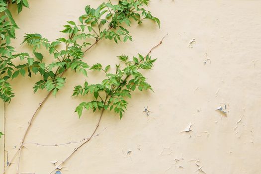 Cracking and peeling paint on a wall with Braided green plant. Vintage wood background with peeling paint. Old board with Irradiated paint