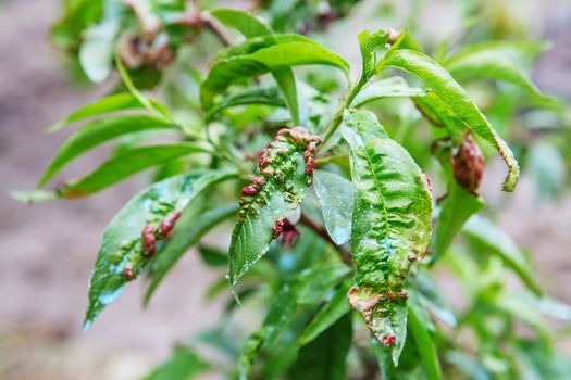 Detail of peach leaves with leaf curl (Taphrina deformans) disease. Leaf disease outbreak contact the tree leaves.