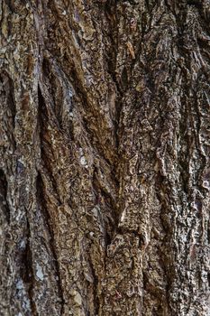 Tree bark texture background. Old Wood Tree trunk Textured Pattern