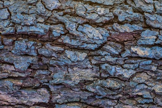 Tree bark texture background. Old Wood Tree trunk Textured Pattern