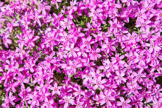 purple phlox subulata. small flowers bloom in spring and summer. Background of flowers. Landscape design
