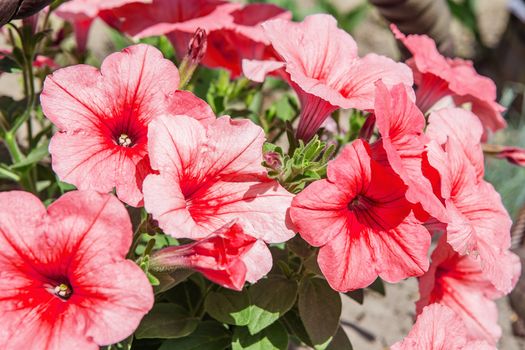 Beautiful pink Petunias. Petunia hybrida in garden. Landscape design