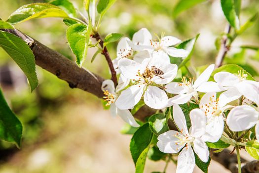 The bee sits on a flower of a bush blossoming apple tree and pollinates him. bees collecting nectar from blooming white apple trees