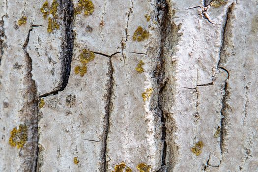 Tree bark texture background. Old Wood Tree trunk Textured Pattern