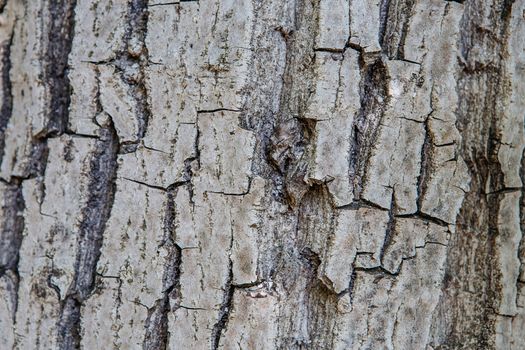 Tree bark texture background. Old Wood Tree trunk Textured Pattern