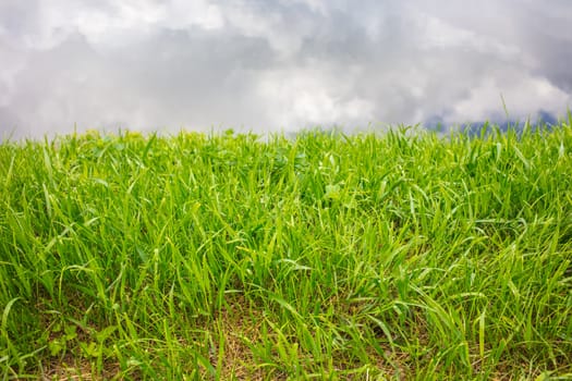 Abstract background, texture of a lake and grass