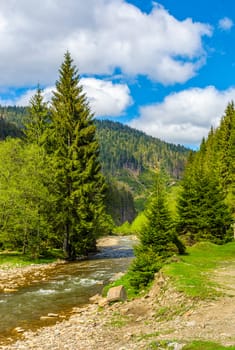Rapid stream with rocky shore flow through valley. conifer fores on the hillsides of mountains. beautiful springtime nature view in good weather with blue sky and clouds.